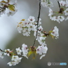 桜川の山桜
