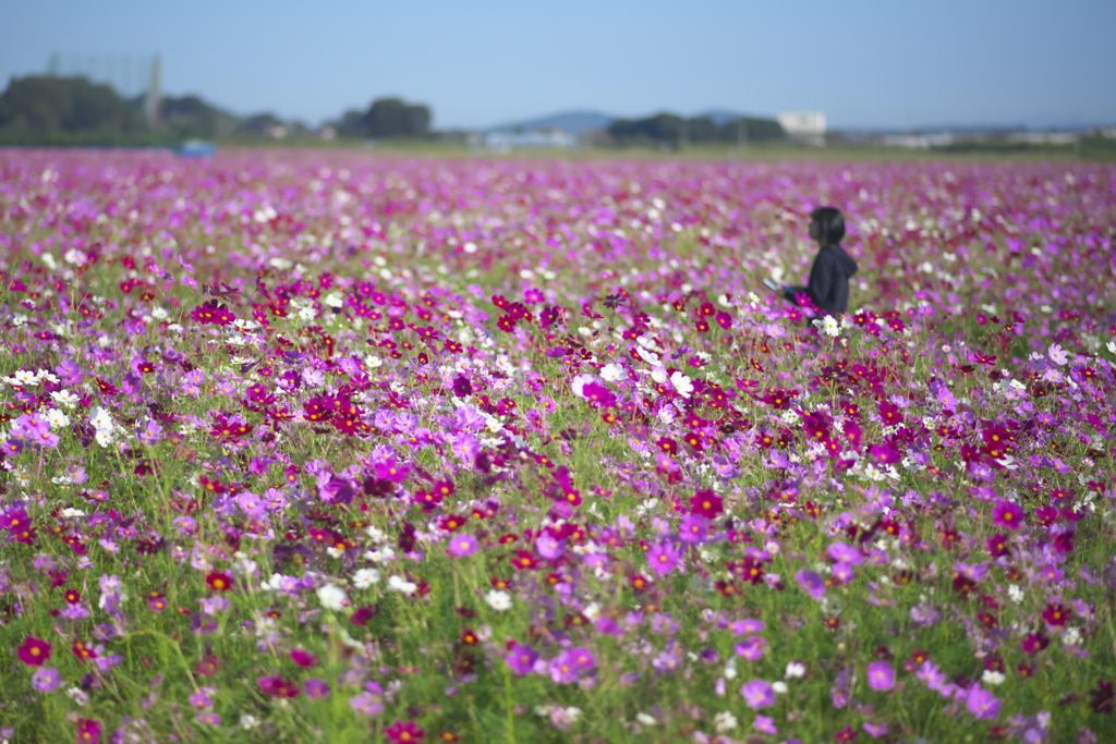 コスモス畑