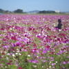 コスモス畑