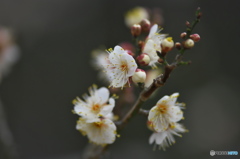 公園の白梅