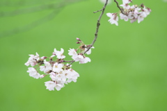 磯部公園の桜  壱