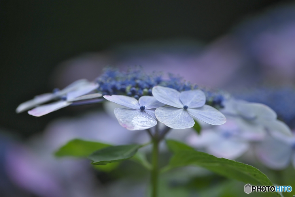 澤観音寺の紫陽花　に