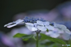 澤観音寺の紫陽花 に 澤観音寺の紫陽花 に