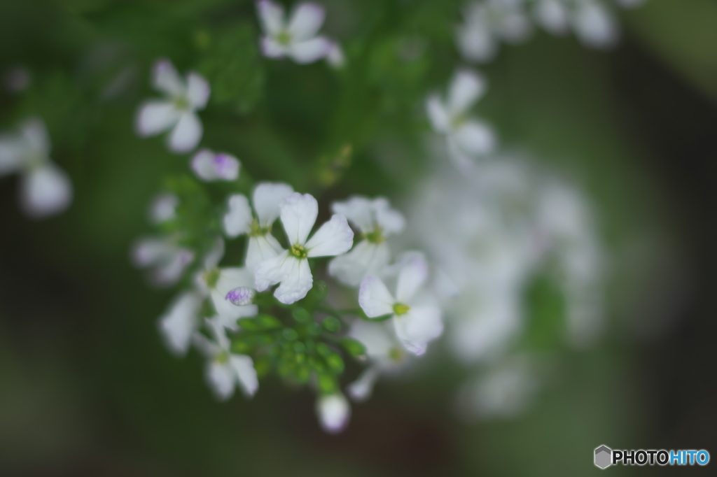 大根の花