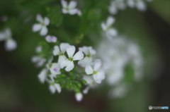 大根の花