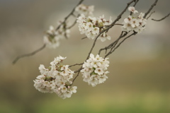 桜川の桜　い