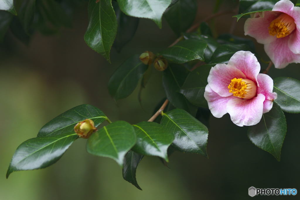 公園の山茶花