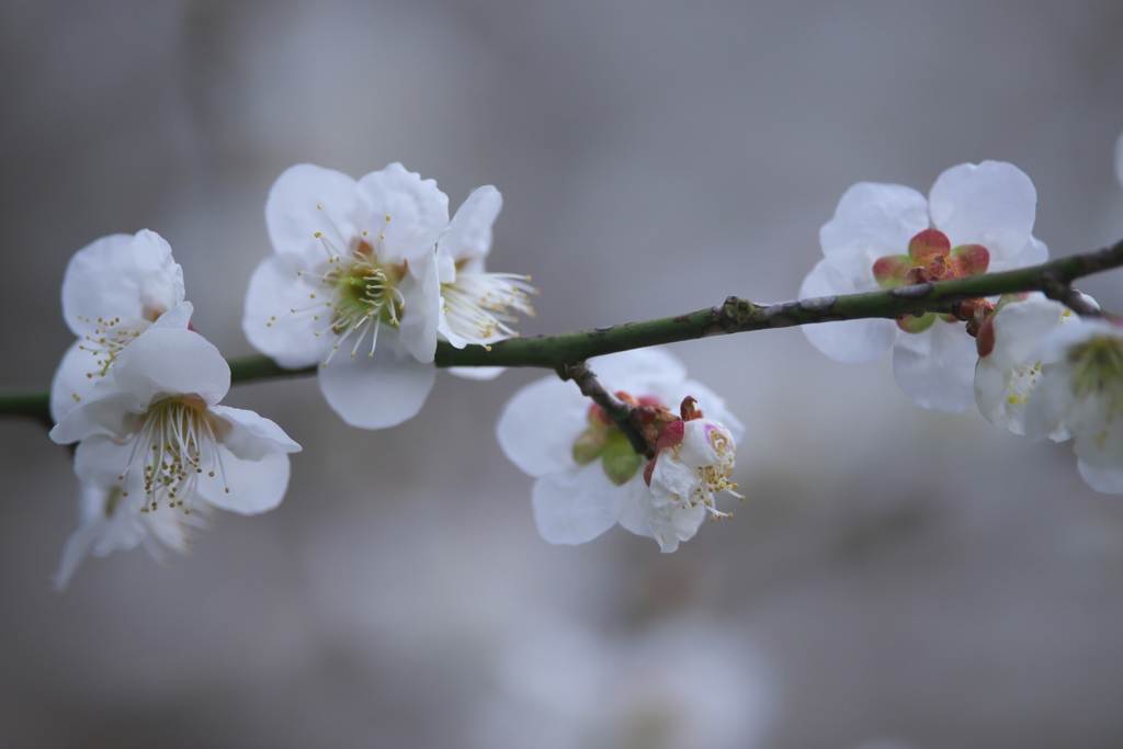 近くのお寺の梅の花　Ⅱ