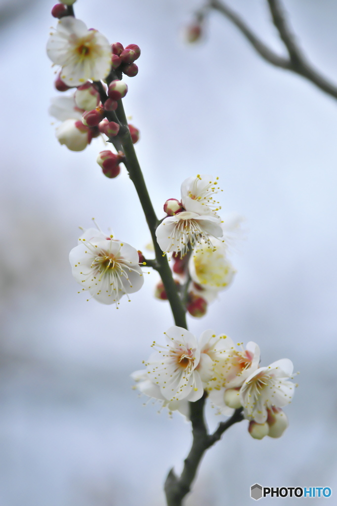 公園の白梅