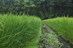 八月の水田