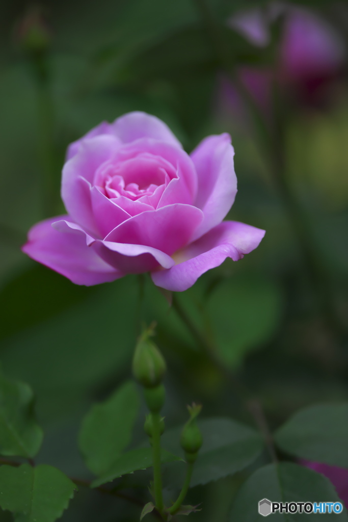 近くの公園に咲いていた薔薇