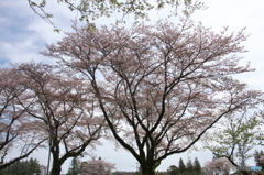 近くの大きな公園の桜