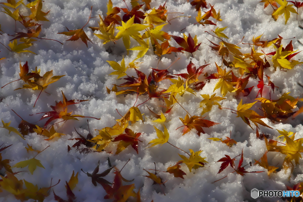 雪上の落ち葉