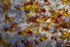 雪上の落ち葉