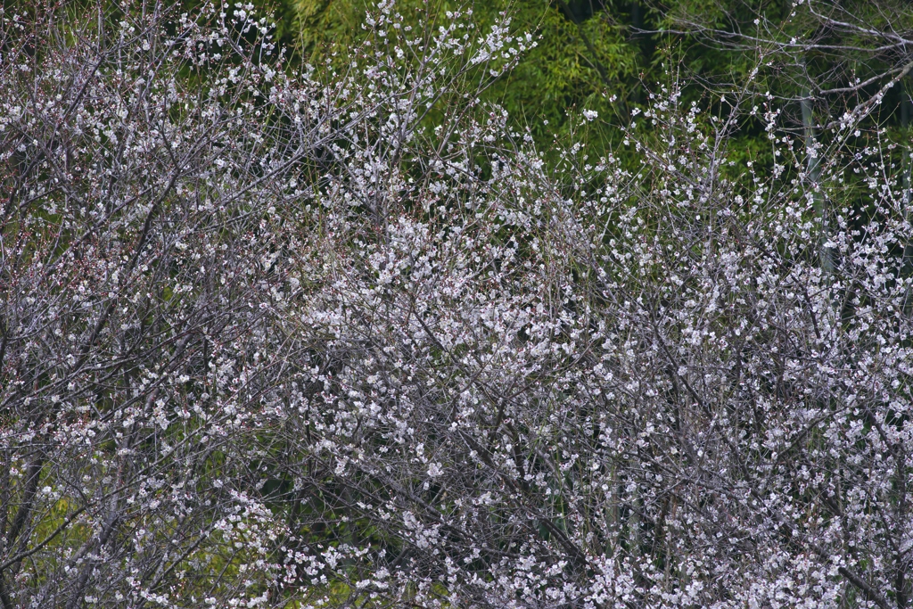 近くのお寺の梅の花　壱