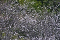 近くのお寺の梅の花　壱