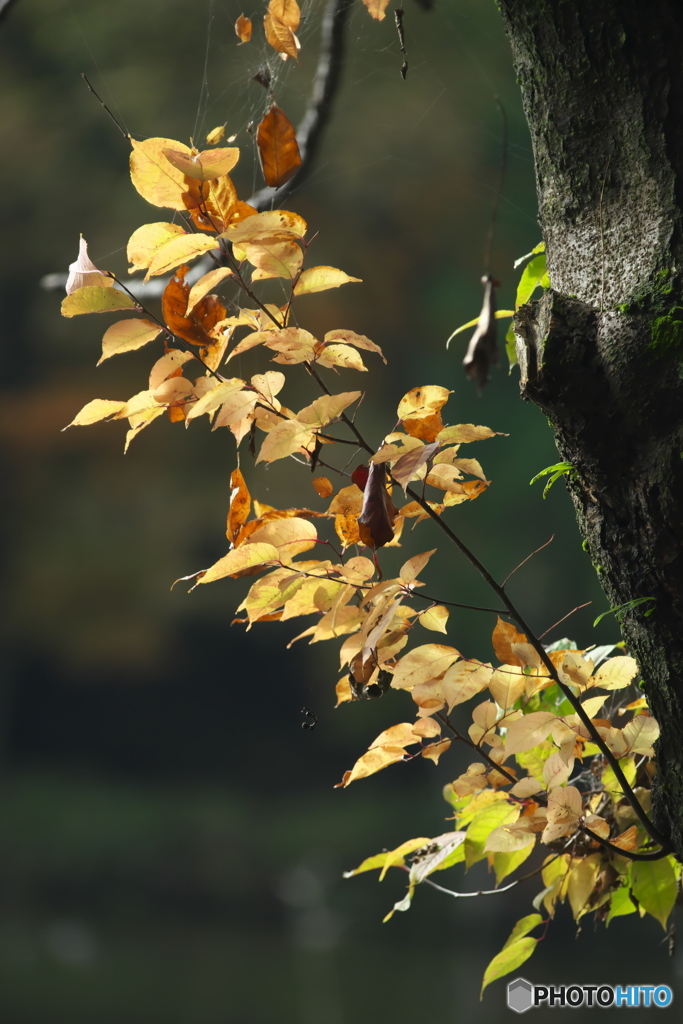 公園の紅葉