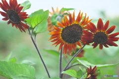 ヒマワリ祭り　壱