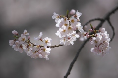 薄墨桜　八