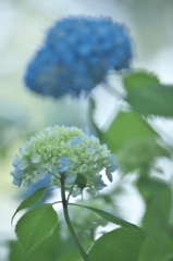 雨引観音楽法寺の紫陽花　い