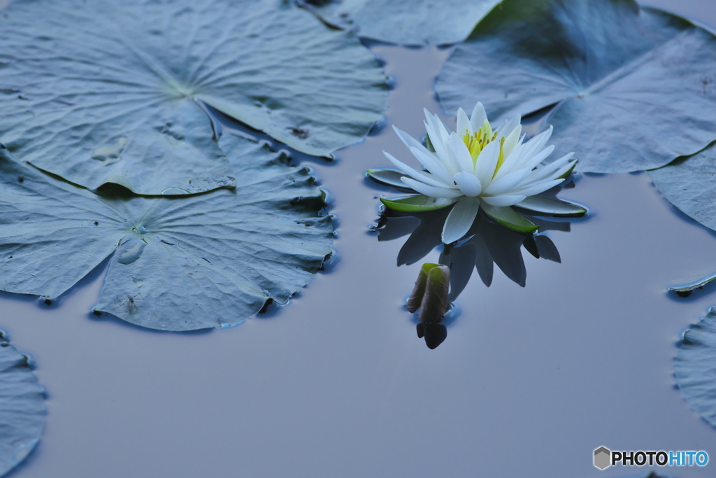 水の綺麗な沼に咲く睡蓮　　Ⅱ