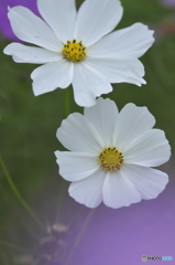 " 白いコスモス ”  " 白いコスモス ”