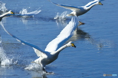 もうじき帰ってしまう白鳥達　Ⅰ