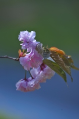 観音沼の遅い春　Ｄ