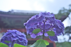雨引観音の紫陽花　に