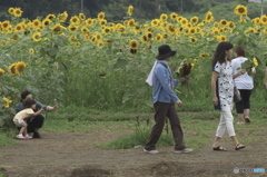 ヒマワリ好きなだけ　無料　♬