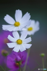 白いコスモス ♪ ♪ 白いコスモス ♪ ♪