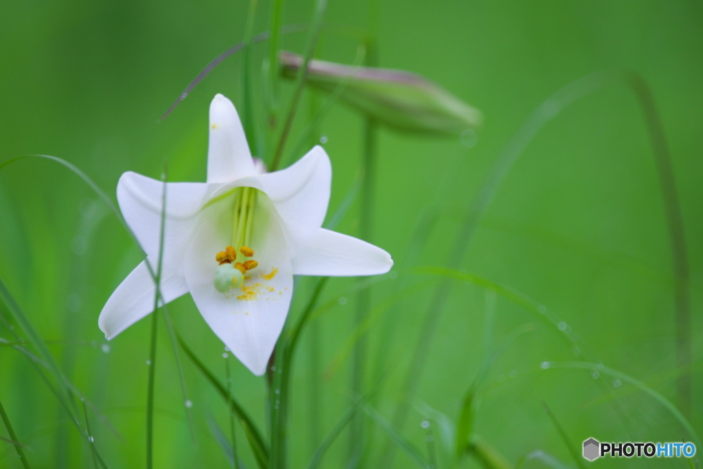 タカサゴユリ　　ニ