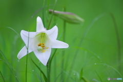 タカサゴユリ　　ニ