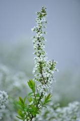 霧のユキヤナギ