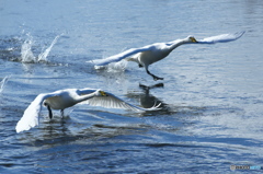 水の綺麗な清流の白鳥