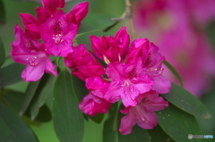 近くの公園に咲いていた石楠花