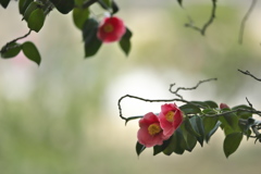 公園の椿