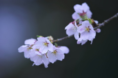 雨に咲く桜
