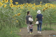 ヒマワリ畑　♫