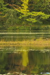 観音沼森林公園の秋　壱