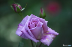 近くの大きな公園の薔薇　弐