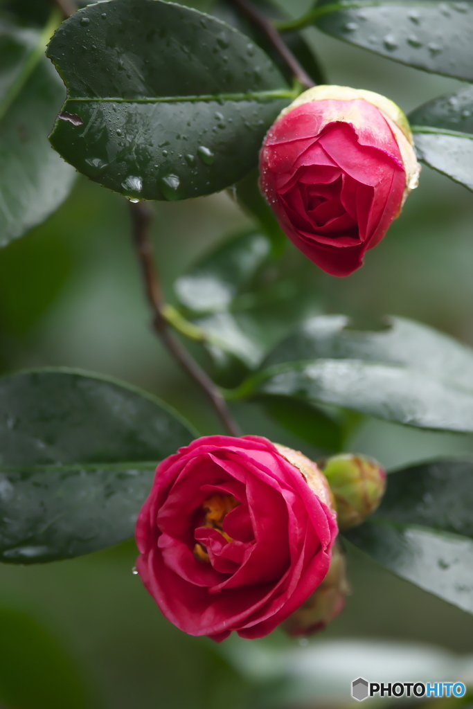 camellia