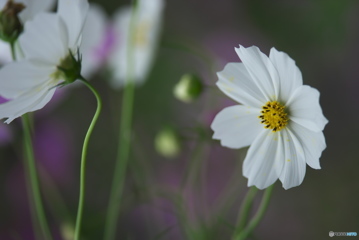コスモス　♫