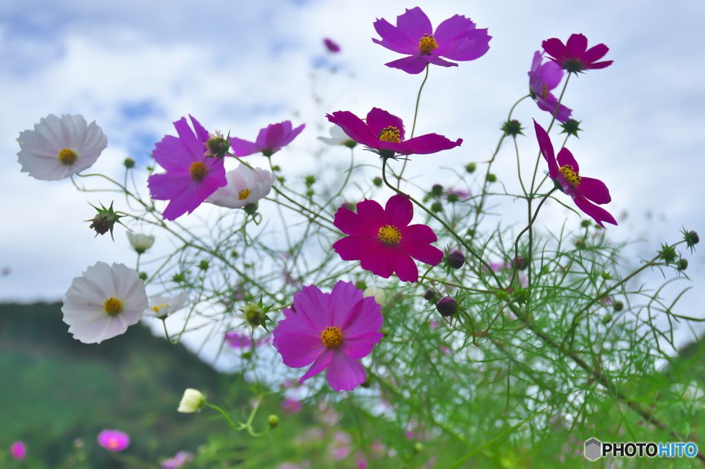 山間のコスモス　♫