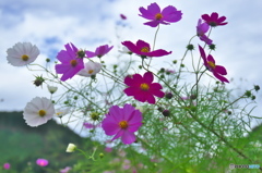 山間のコスモス ♫ 山間のコスモス ♫
