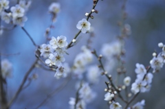  white plum blossoms