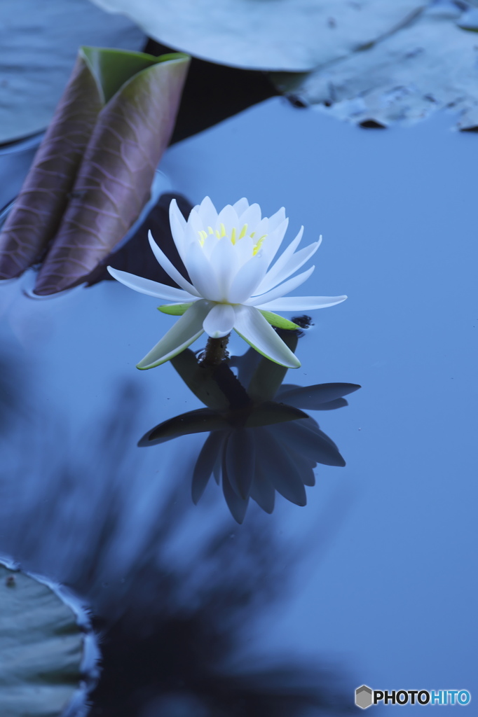 透明度の高い沼の睡蓮　弐