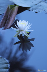 透明度の高い沼の睡蓮　弐