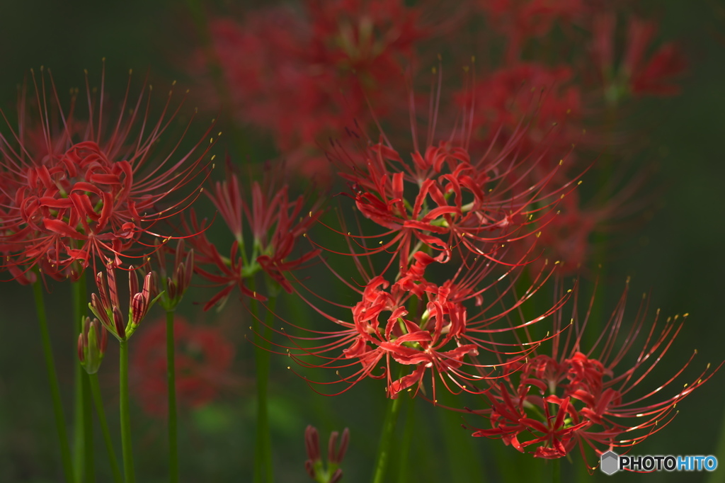 　城山公園の彼岸花