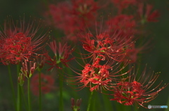 　城山公園の彼岸花